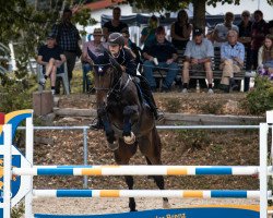 Springpferd Lorelei E (Holsteiner, 2009, von Lerano)