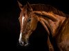 dressage horse Diamond Run (Hanoverian, 2005, from Diamond Hit)