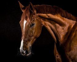 dressage horse Diamond Run (Hanoverian, 2005, from Diamond Hit)