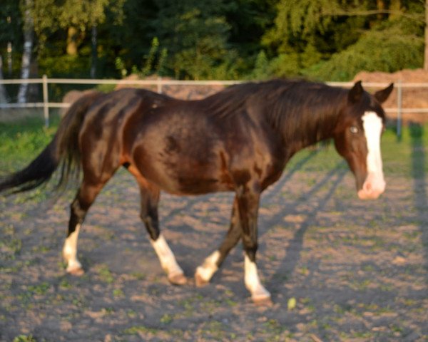 Pferd Tiffany (Deutsches Reitpony, 1996, von Top Nordpol)