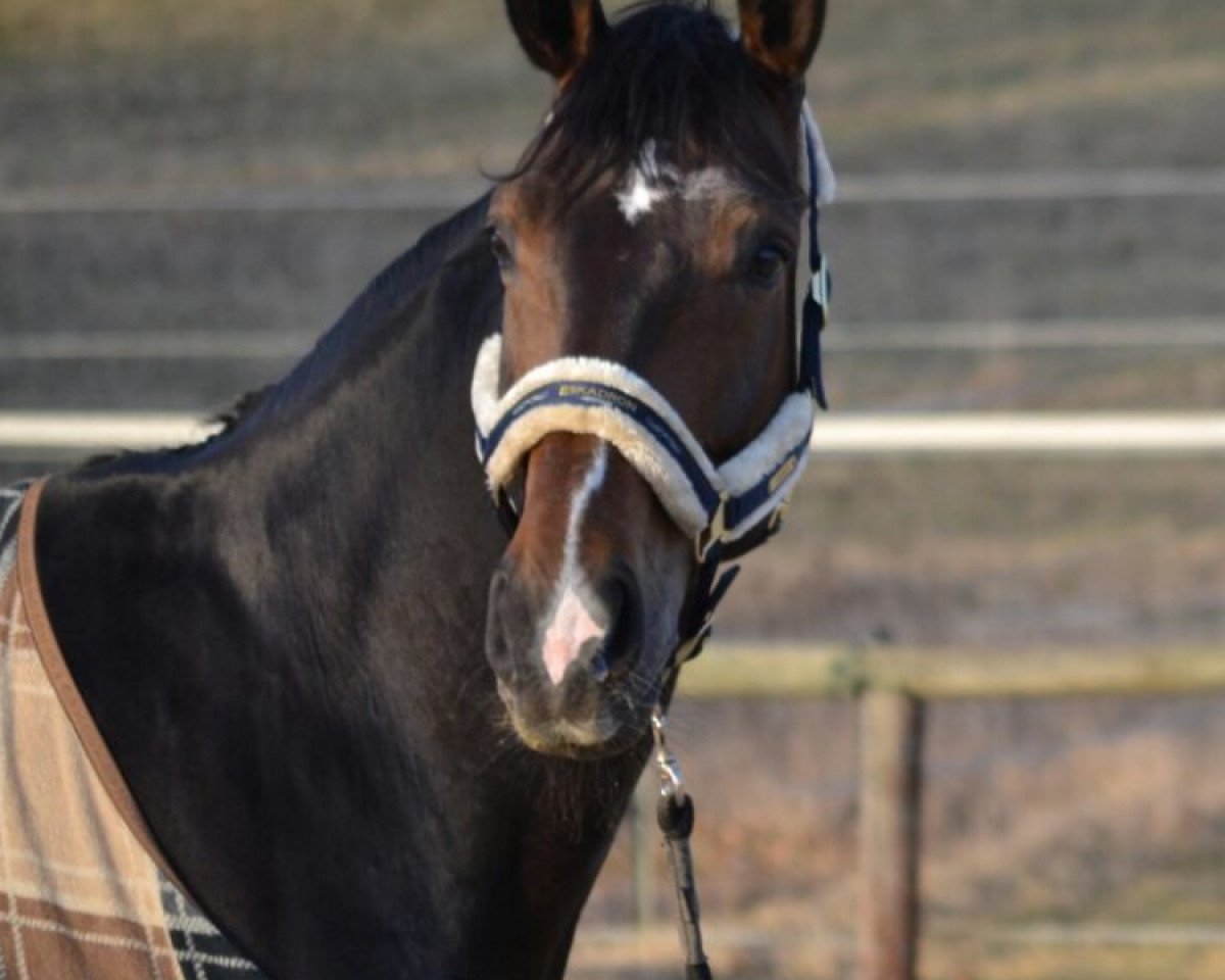 dressage horse Semper Fi 9 (Hanoverian, 2010, from Santino)