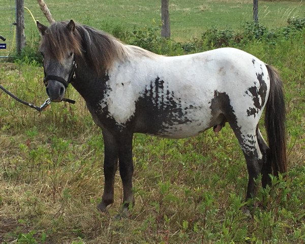 Pferd Elvis (Shetland Pony, 2017)