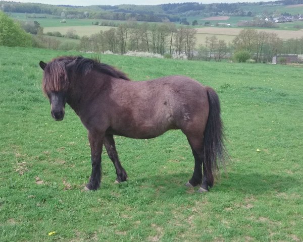 horse Aska vom Hummelhof (Iceland Horse, 2000, from Andi vom Hummelhof)