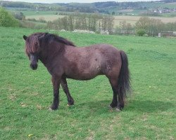 Pferd Aska vom Hummelhof (Islandpferd, 2000, von Andi vom Hummelhof)