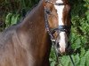 dressage horse Chica Ck (Westphalian, 2014, from Cachassini)