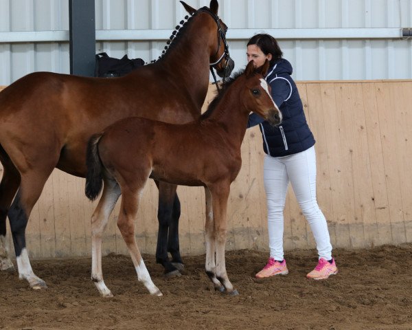 broodmare Mystique Druella De Vil (German Riding Pony, 2020, from Designed in Black AT)