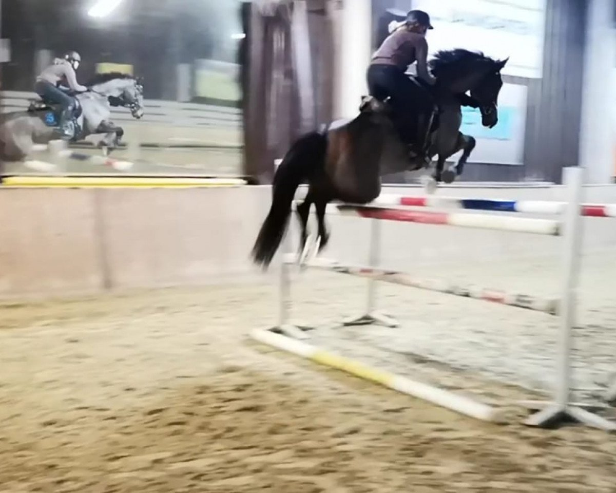jumper Coer de Lion 2 (German Sport Horse, 2010, from Colman)