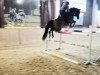 jumper Coer de Lion 2 (German Sport Horse, 2010, from Colman)