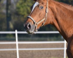 broodmare Dalida (Rhinelander, 2006, from Dream On)