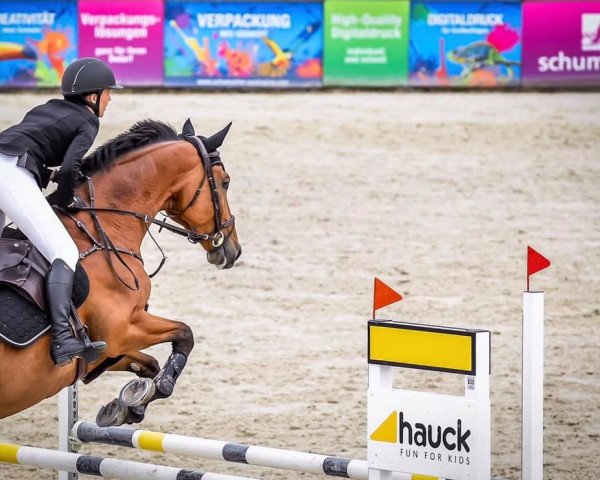 jumper Mastercard 3 (Oldenburg show jumper, 2013, from HH Messenger)