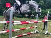 jumper Corazo'n H (Oldenburg show jumper, 2014, from Cellestial)