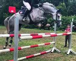 jumper Corazo'n H (Oldenburg show jumper, 2014, from Cellestial)