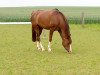 Pferd Koriolans Magic (Deutsches Reitpony, 1998, von Leuth Koriolan)