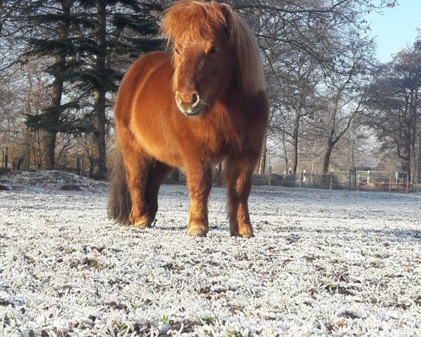 Pferd Elten (Dt.Part-bred Shetland Pony, 2005, von Ibou de Dikkelinde)