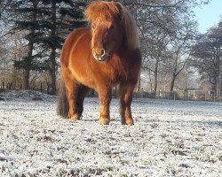 horse Elten (Dt.Part-bred Shetland pony, 2005, from Ibou de Dikkelinde)