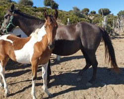 broodmare SANTALOSA DE Finca Barroco (Pinto,  )