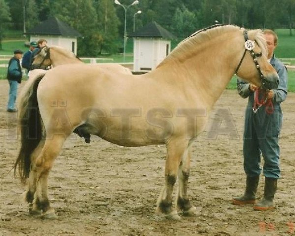 stallion Sindarve Tulling (Fjord Horse, 1983, from Marcus 63 SWE)