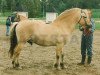 stallion Sindarve Tulling (Fjord Horse, 1983, from Marcus 63 SWE)