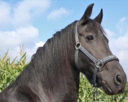 broodmare Venus de Mirlo (Friese, 2008)