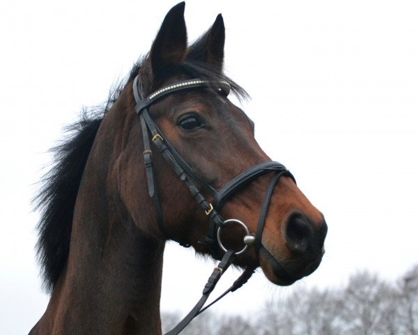 broodmare Kamee I (Holsteiner, 1995, from Ahorn Z)