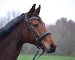 dressage horse Charisma mi' amore (Hanoverian, 2008, from Connery)