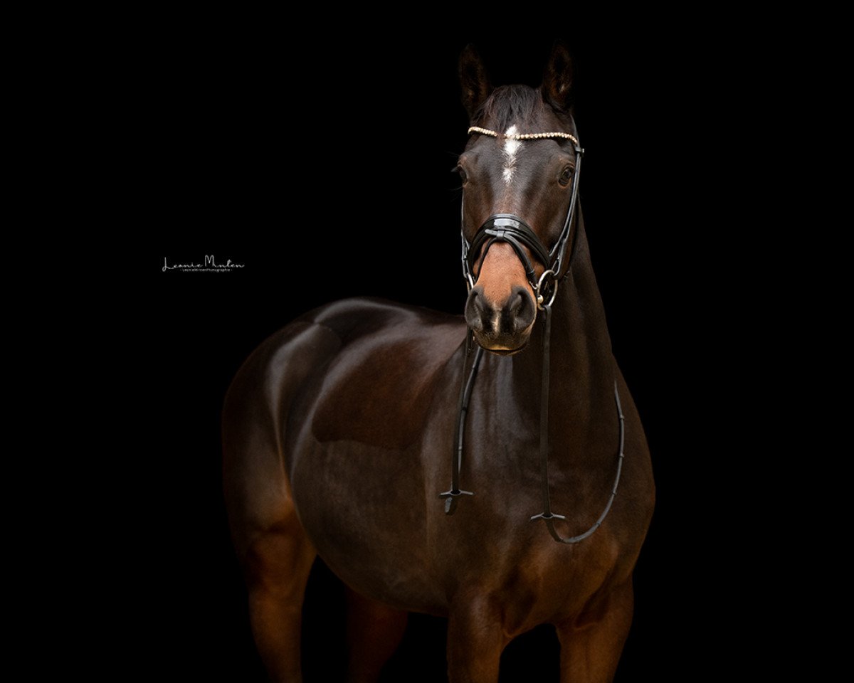 dressage horse Total Ruby (KWPN (Royal Dutch Sporthorse), 2011, from Totilas)