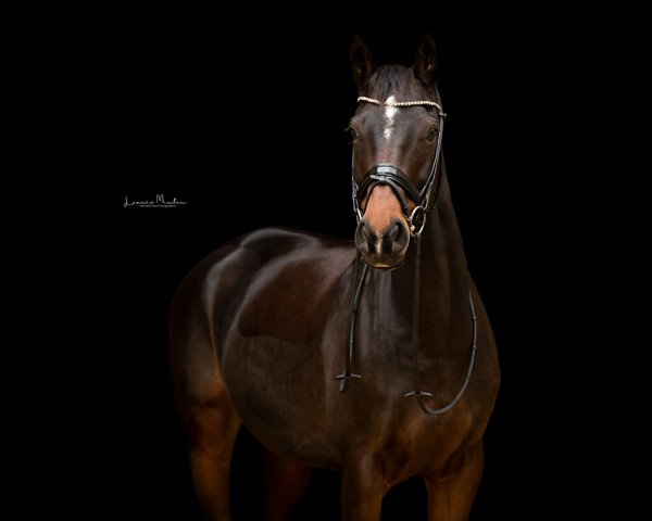 Dressurpferd Total Ruby (Koninklijk Warmbloed Paardenstamboek Nederland (KWPN), 2011, von Totilas)