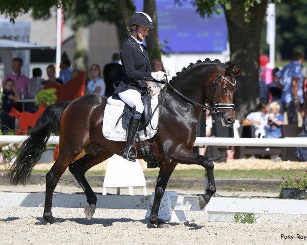 stallion Asamoah S (German Riding Pony, 2017, from A kind of Magic 5)