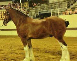 Pferd Cliff's Lord Jethro (Clydesdale, 2011, von Cliff's Commander Sisco)