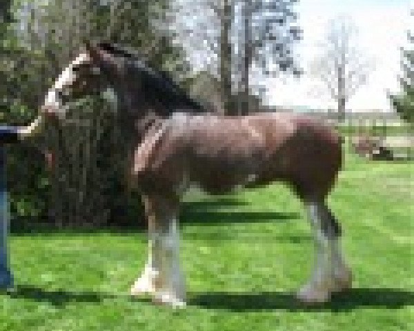 broodmare Cliff's Lady Martha (Clydesdale, 2010, from Double H Levi's Protege)