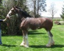 Zuchtstute Cliff's Lady Martha (Clydesdale, 2010, von Double H Levi's Protege)