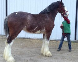 Zuchtstute Cliff's Lady Bridget (Clydesdale, 2009, von Double H Levi's Protege)