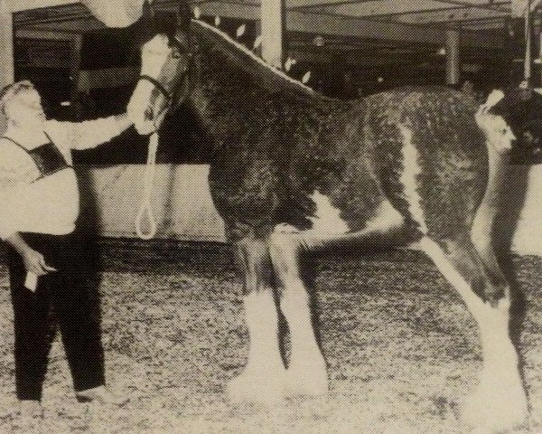 stallion Solomon's Royal (Clydesdale, 1990, from Westgate Attraction)