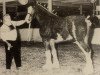 stallion Solomon's Royal (Clydesdale, 1990, from Westgate Attraction)