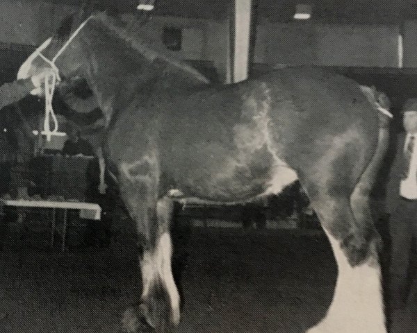 broodmare Solomon's Pearlie (Clydesdale, 1984, from Solomon's Chief)