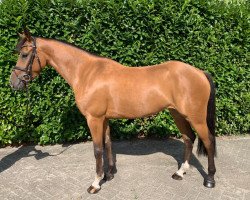 jumper Meine Alexa (German Riding Pony, 2016, from Slangenburg's Alexander)