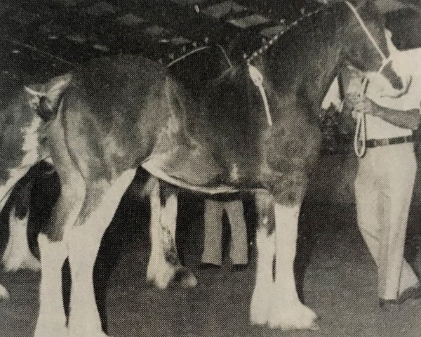 broodmare Solomon's Lady Madonna (Clydesdale, 1983, from Solomon's Chief)