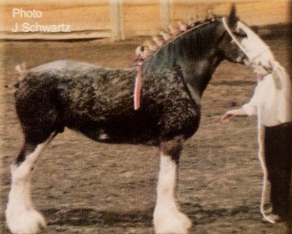 broodmare Solomon's Asti (Clydesdale, 1996, from Westerdale Valentine)