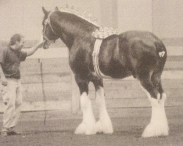 stallion Solomon's Austin (Clydesdale, 2000, from Westgate Prime Time)