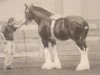 stallion Solomon's Austin (Clydesdale, 2000, from Westgate Prime Time)