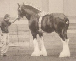 Deckhengst Solomon's Austin (Clydesdale, 2000, von Westgate Prime Time)