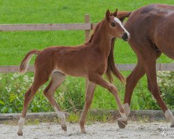 broodmare Voglgut´s My Romance (Austrian Warmblood, 2020, from For Romance I)