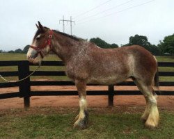 Zuchtstute DJL Austin's Sharpay (Clydesdale, 2009, von Solomon's Austin)