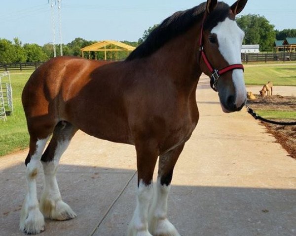 horse Boulder Bluff Yvonne (Clydesdale, 2011, from Doura Dominator)