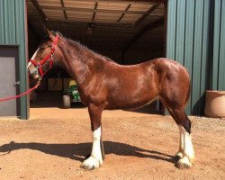 Pferd Belleau W.S. Roulette (Clydesdale, 2015, von Zorra Highland Captain)