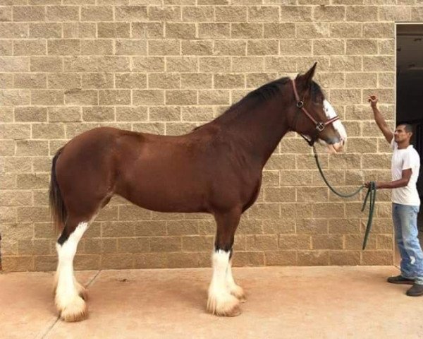 Zuchtstute Mavericks Rena of Classic City (Clydesdale, 2012, von Pinnacle's Maverick)