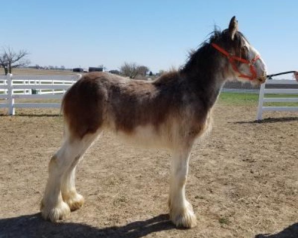 horse Classic City Latch's Kid Rock (Clydesdale, 2017, from 2S Barnaby's Colossal Latch)