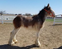 Pferd Classic City Latch's Kid Rock (Clydesdale, 2017, von 2S Barnaby's Colossal Latch)