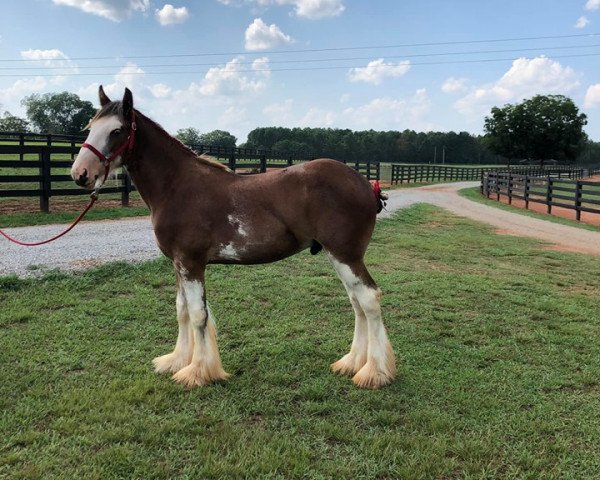 Pferd Classic City Captains Marvin Gaye (Clydesdale, 2018, von Zorra Highland Captain)