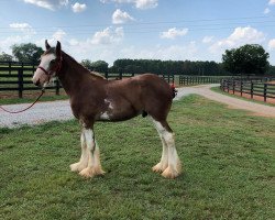 horse Classic City Captains Marvin Gaye (Clydesdale, 2018, from Zorra Highland Captain)